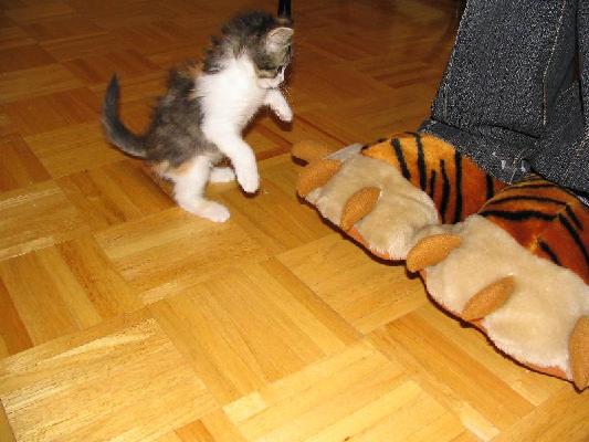 New Brunswick 2004 033.jpg